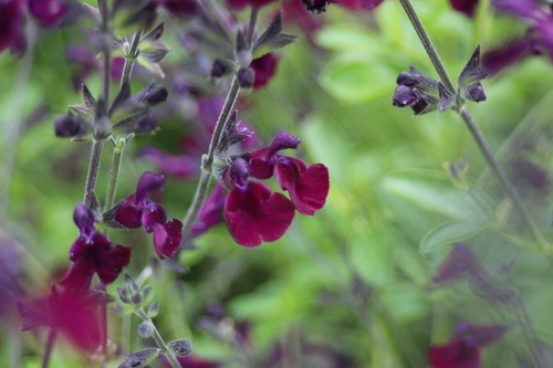 Salvia nachtvlinder 9cm pots - salvia, 'nachtvlinder'