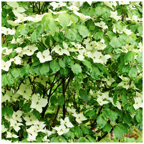 Cornus kousa var - ., chinensis