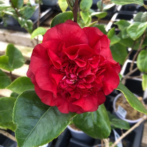 Camellia ruby wedding vibrant - ruby,