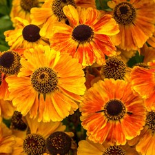 3 X PLUG PLANTS HELENIUM AUTUMNALE SAHINS CLUMPIMG PERENNIAL