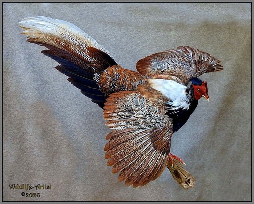 Warrior pheasant taxidermy - warrior,