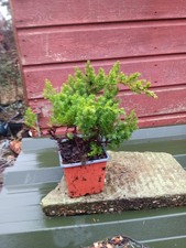 Juniper  procumbens Nana in
