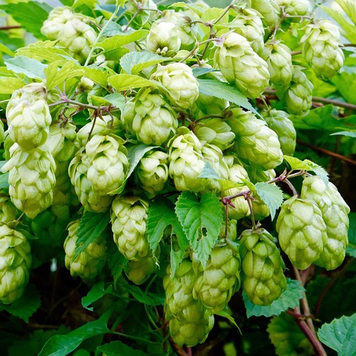 Humulus lupulus nordbrau - humulus,