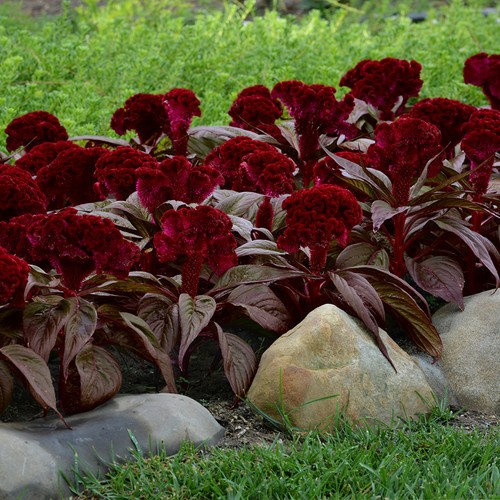 Celosia dracula dark foliage - celosia,