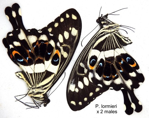 Butterfly papilionidae 2 x - papilionidae,