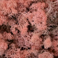 Natural Norwegian Reindeer