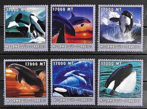 Orcas whales mnh - orcas, of