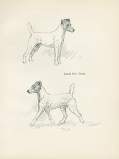 SMOOTH FOX TERRIER DOGS VINTAGE IMAGE 1936 DOG ART PRINT by ARTIST KF BARKER