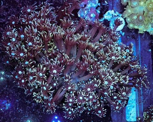 Teal purple goniopora - purple,
