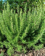 Rosemary Plant Large Herb Garden Flower Evergreen