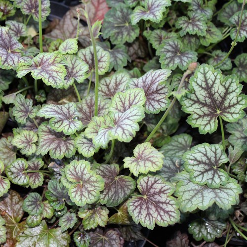 Heuchera marvelous marble - marvelous,