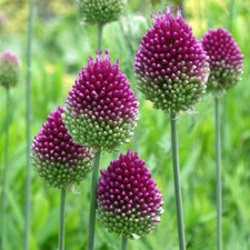 Allium Drumsticks, 100 x Bulbs, Summer Flowering Sphaerocephalon, Size 4/5