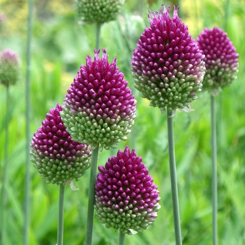 Allium drumsticks 100 x - drumsticks,,