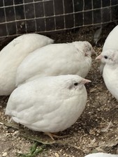 12 x WHITE Quail Cpq Button Eggs