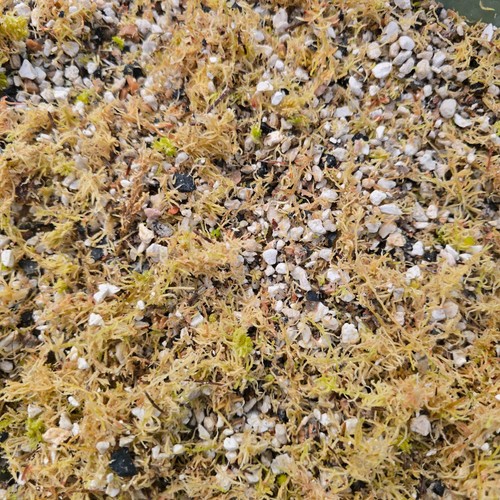 Carnivorous plant soil - carnivorous, mix