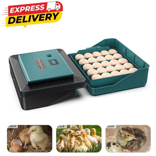 Eggs incubator with - 25,