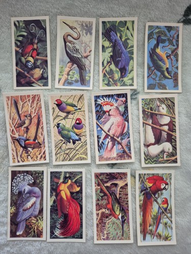 Brooke bond tropical birds tea - tropical,