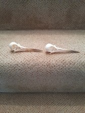 Taxidermy skeleton bones voodoo tattoo TWO SKULLS BRITISH OISTERCATCHER