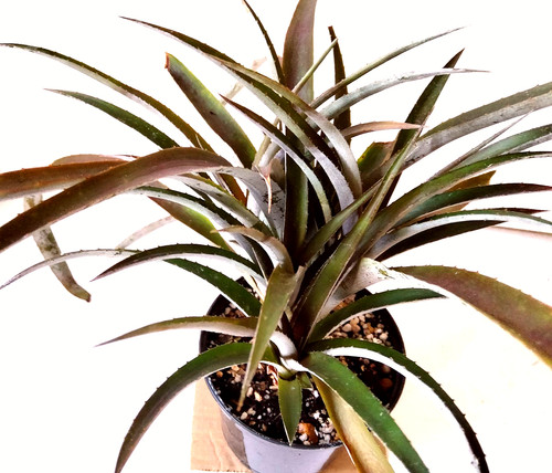 Bromeliads cryptbergia - bromeliads,