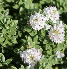 Hebe Sutherlandii Perennial
