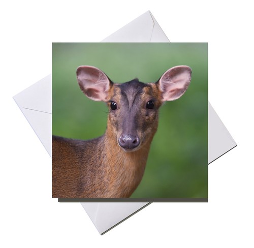 Greeting card blank inside - greeting,