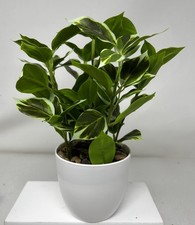 Briful 25cm Small Fake Plants