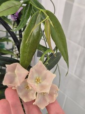 Rare Hoya Paradisea