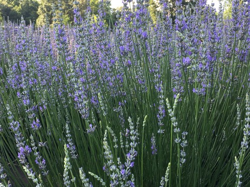Lavender live plants spa - lavender,