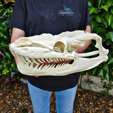 Lifesize XL Titanoboa Skull