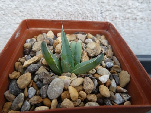 Agave victoria reginae - agave, victoria-reginae