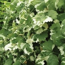 6 Trailing Variegated Nepeta