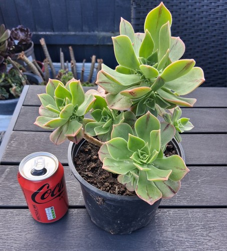 Aeonium leucoblepharum yemen - aeonium,