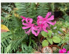 Nerine Bowdenii Flower Bulbs