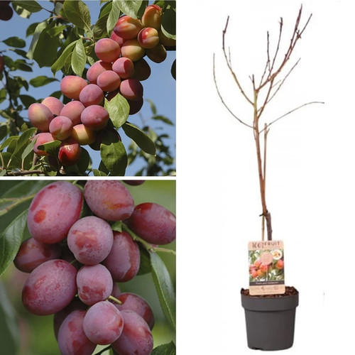 Big juicy victoria plum tree - juicy,