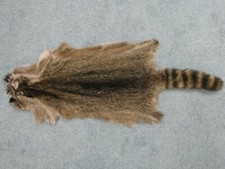 Animal HAIR - On RACOON SKIN ~