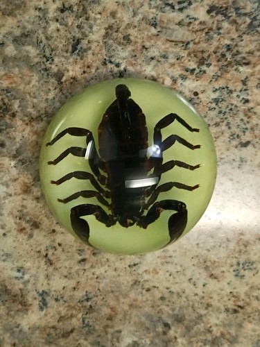 Realbug black scorpion - black,