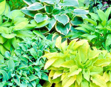 Hosta Collection 5 Plants –