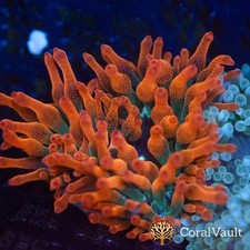 🔴🟢🟣 Tricolour Bubble