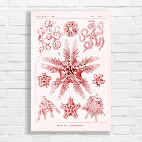 Vintage botanical illustration - vintage,