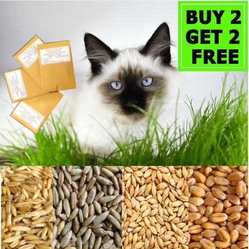 Organic cat pets grass seeds - cat,