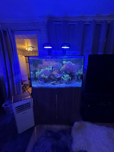 Marine fish tank - fish, tank-