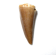 Cretaceous mosasaur reptile
