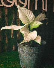 Aglaonema Chinese Evergreen White Joy live indoor house plants