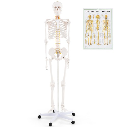 Costway 180 life size human - costway,
