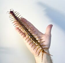 Entomology Taxidermy: Scolopendra Big!!!