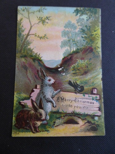 Bunny rabbits blackbird - bunny,