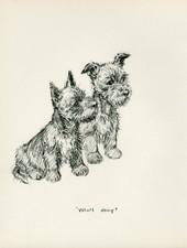 SCOTTISH TERRIER PUPPIES