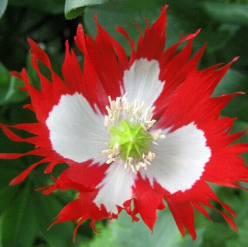 Danish flag poppy seeds 500 - danish,