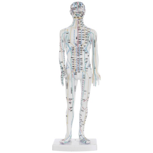 Human acupuncture model - model,