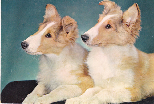 Collie pups postcard unused - postcard,
